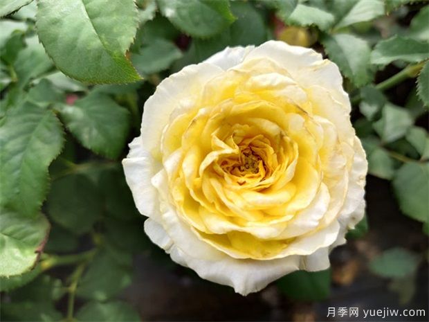 月季花養(yǎng)哪個品種比較好？花友高標(biāo)準(zhǔn)推薦11個(圖1)