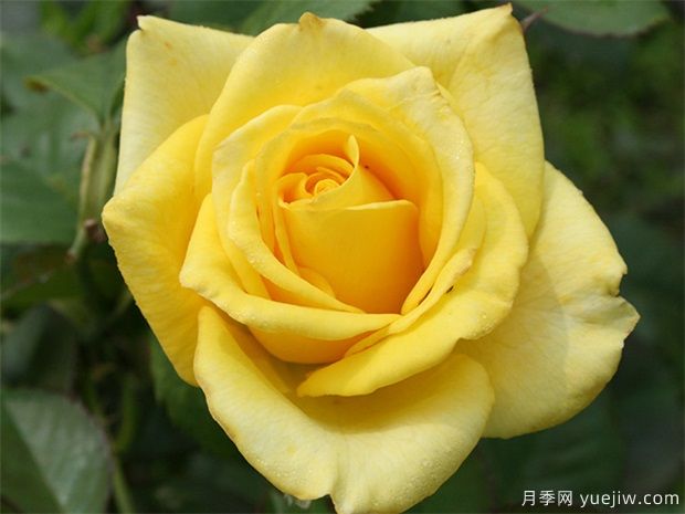 最稀有的月季品種？5個顏色的優(yōu)秀品種(圖1)
