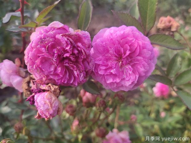 小花月季品種有哪些？推薦4個(gè)微型月季(圖1)