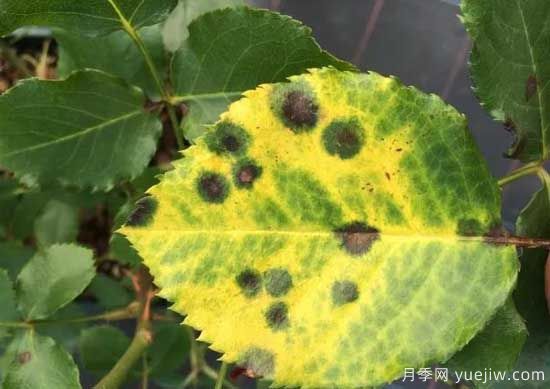 月季黑斑病的癥狀和治療，需要遮陰干燥通風(fēng)(圖1)
