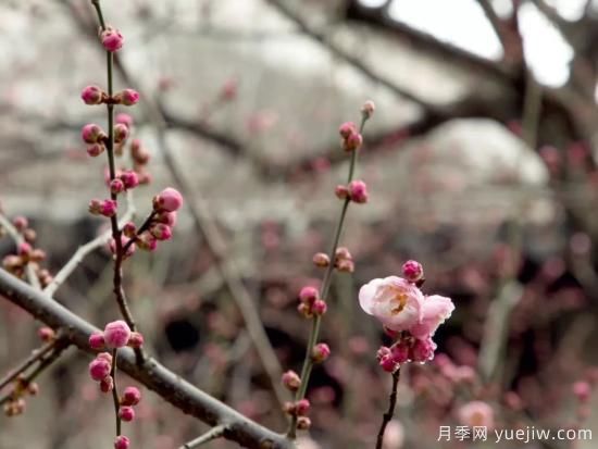 蠟梅和梅花有什么區(qū)別？(圖1)