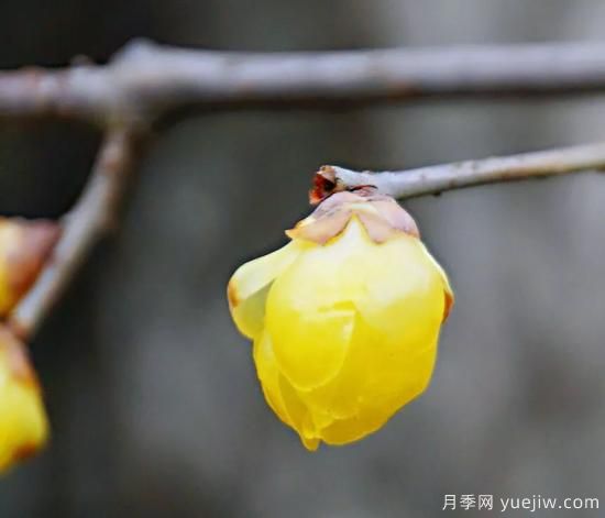 蠟梅和梅花有什么區(qū)別？(圖3)