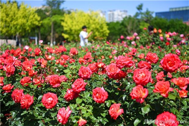 草本花卉修剪秘笈，養(yǎng)花人必看！(圖1)