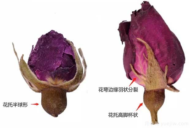 玫瑰月季薔薇，市場(chǎng)上還能找到純種玫瑰嗎？(圖1)