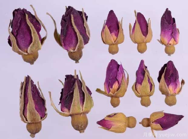 玫瑰月季薔薇，市場(chǎng)上還能找到純種玫瑰嗎？(圖2)