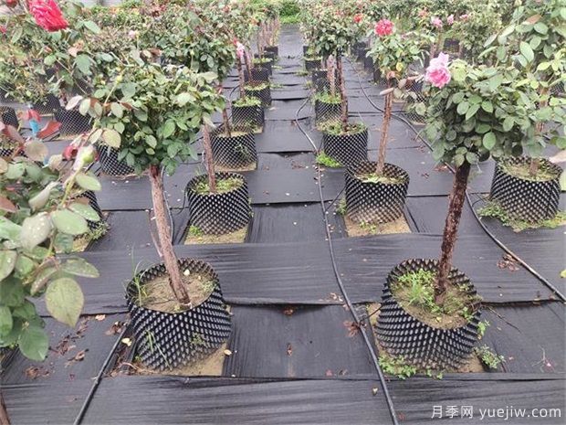 育苗容器影響植物生長(zhǎng)嗎？樹(shù)狀月季是否適合容器苗？(圖1)