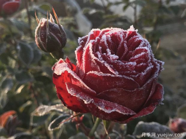 全國(guó)大范圍降雪，如何降低降雪對(duì)園林苗木的傷害？(圖1)