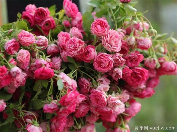 4種月季花量大生長(zhǎng)快，適合打造藤本花墻拱門，新手也能養(yǎng)好(圖2)