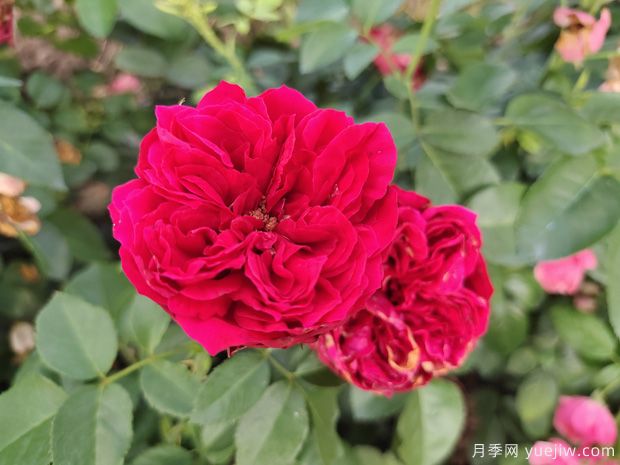紅龍月季花，花瓣長的大，艷麗漂亮插花美觀(圖1)