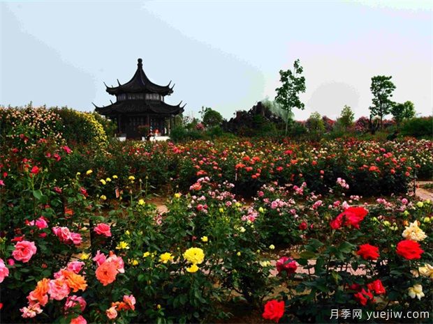 南陽(yáng)月季花開(kāi)全球，南陽(yáng)月季基地?cái)M建特色小鎮(zhèn)(圖2)