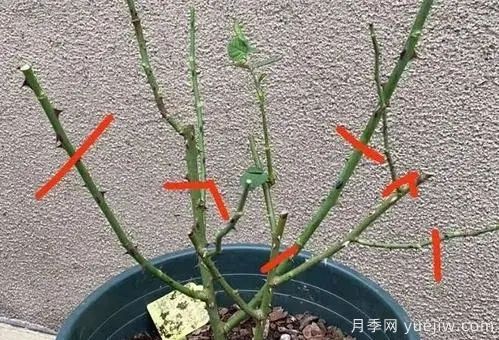 二月份月季花管理很重要，查漏補缺進(jìn)入爆長期(圖1)