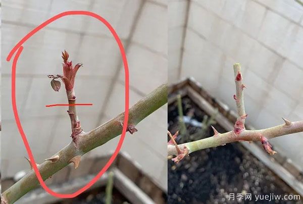 二月份月季花管理很重要，查漏補缺進(jìn)入爆長期(圖2)