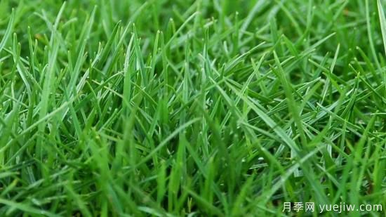 ***全常用草坪品種、優(yōu)點缺點和施工要點(圖2)