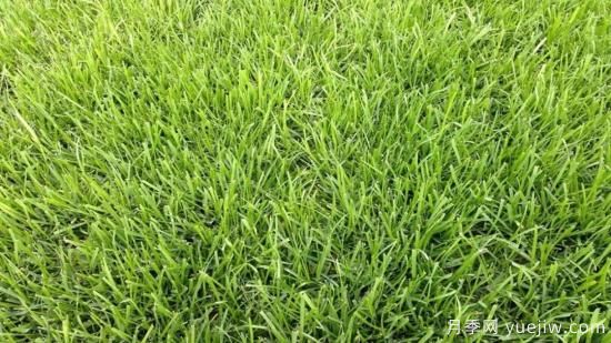 ***全常用草坪品種、優(yōu)點缺點和施工要點(圖3)