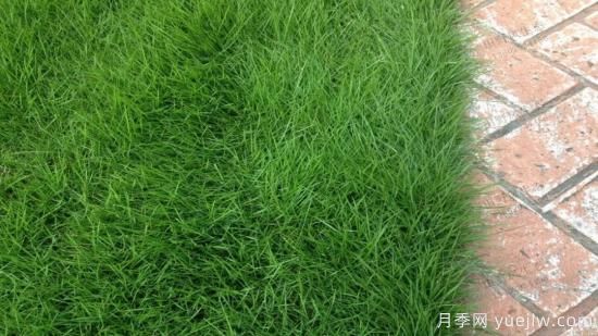 ***全常用草坪品種、優(yōu)點缺點和施工要點(圖4)