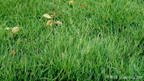 ***全常用草坪品種、優(yōu)點缺點和施工要點(圖5)