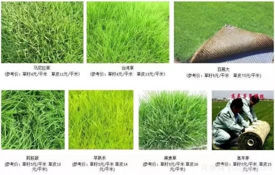 ***全常用草坪品種、優(yōu)點缺點和施工要點(圖7)