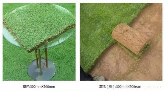 ***全常用草坪品種、優(yōu)點缺點和施工要點(圖8)
