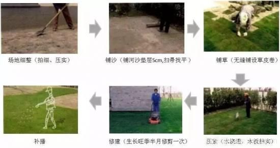 ***全常用草坪品種、優(yōu)點缺點和施工要點(圖12)