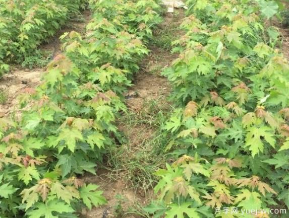 適合東北和西北地區(qū)種植的彩葉苗木有哪些？(圖1)