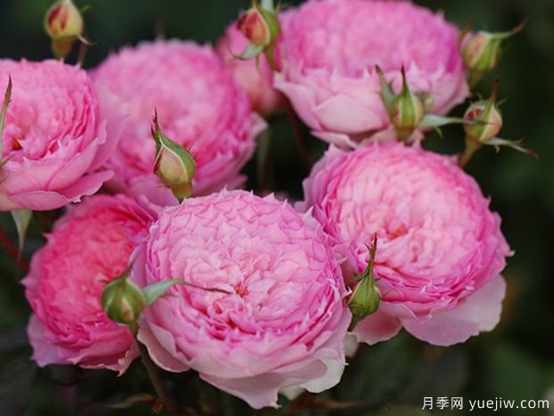 溶溶月月季的優(yōu)缺點是什么？(圖1)