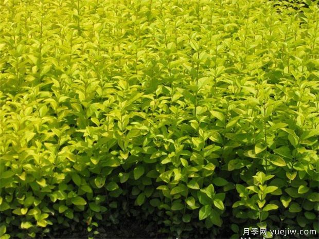 園林植物相生相克表，不要種在一起(圖1)