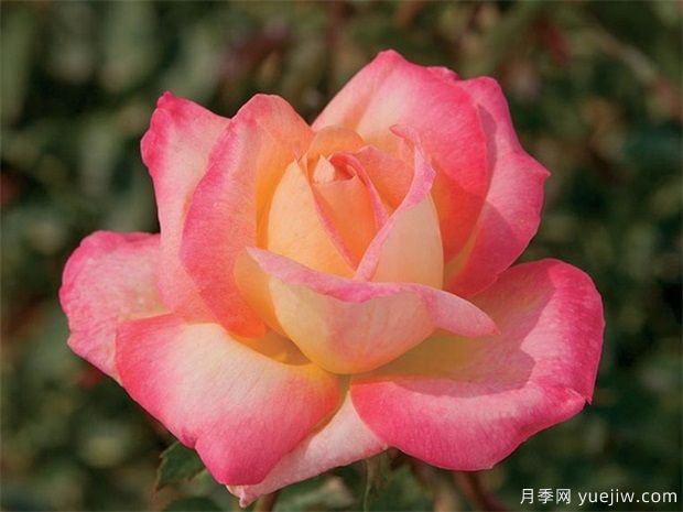 300種花卉植物開花月份對照表(圖1)