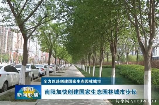 已種月季103萬多株，南陽加快創(chuàng)建國家生態(tài)園林城市步伐(圖1)