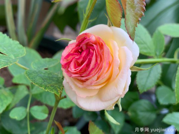 月季總是不開(kāi)花，幾個(gè)養(yǎng)護(hù)要素做到位，開(kāi)花不斷(圖1)