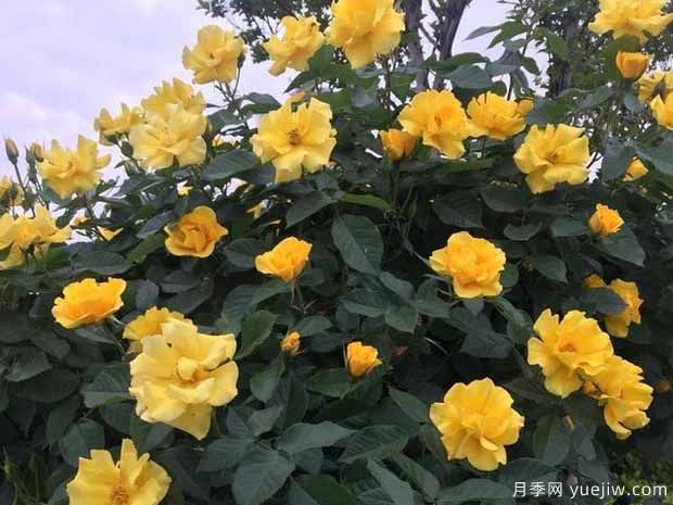 洛陽(yáng)月季應(yīng)用和景觀圖集(圖5)