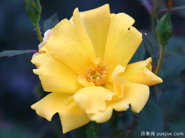 西子二號(hào)月季(圖1)