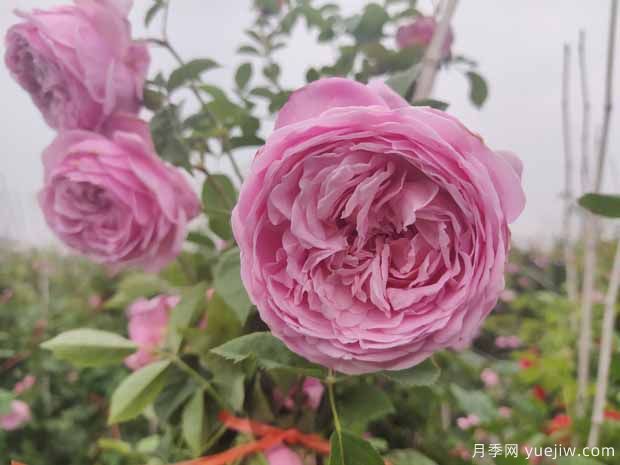 推薦13個熱門月季品種，長得快開花多，每個都經(jīng)典(圖3)