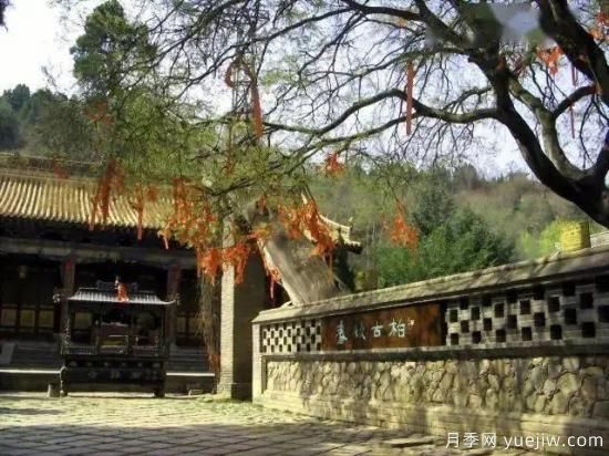 公認(rèn)的9種頂級(jí)古樹名木是哪些？(圖1)