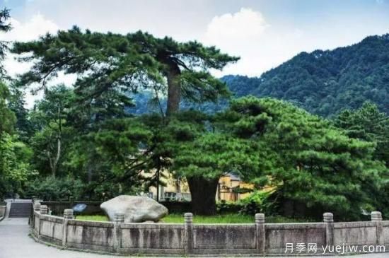 公認(rèn)的9種頂級(jí)古樹名木是哪些？(圖4)