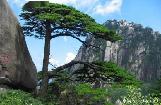 公認(rèn)的9種頂級(jí)古樹名木是哪些？(圖5)