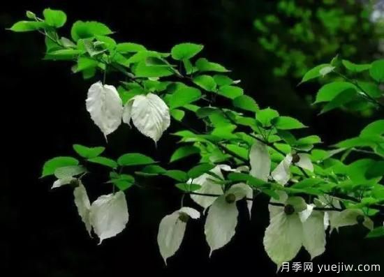 公認(rèn)的9種頂級(jí)古樹名木是哪些？(圖7)