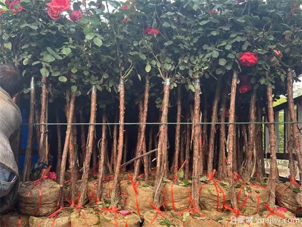 綠化苗木移植過程中，土球散了需要如何處理？(圖1)