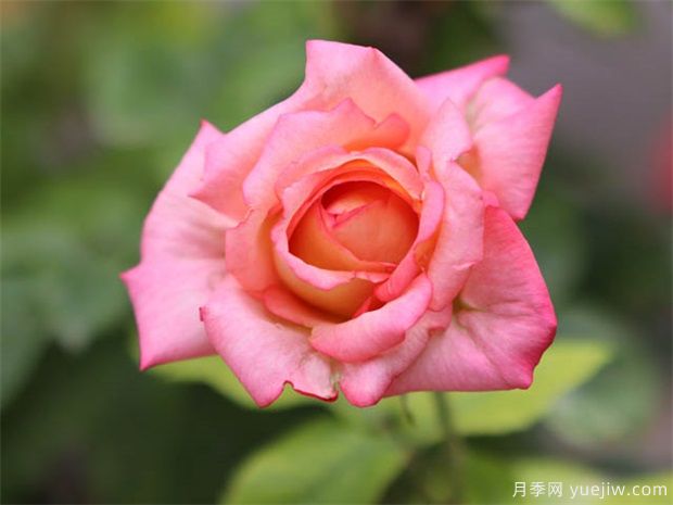 ?月季花在室內可以養(yǎng)活嗎？(圖1)