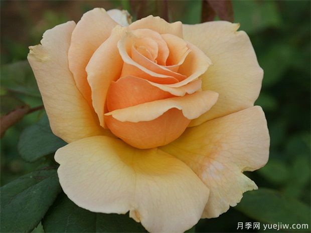 大獎(jiǎng)?wù)略录?圖1)
