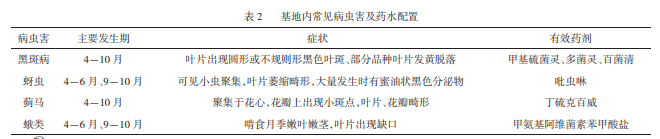 高架月季盆栽規(guī)模化養(yǎng)護技術(shù)(圖2)