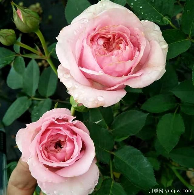 專屬12星座的月季花，你的星座是什么月季(圖8)