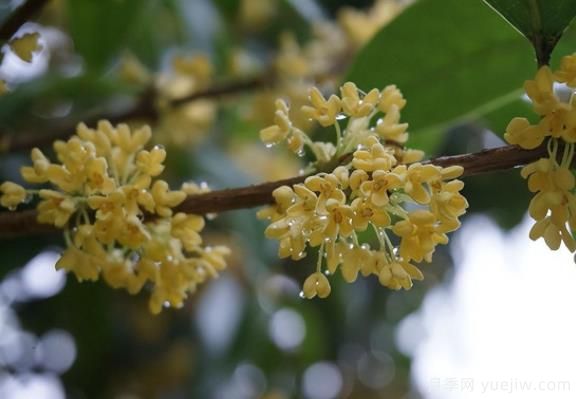 桂花樹和山月桂的區(qū)別有哪5點(diǎn)？(圖1)