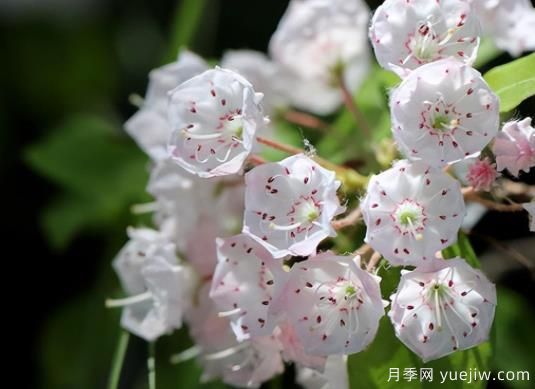 桂花樹和山月桂的區(qū)別有哪5點(diǎn)？(圖2)