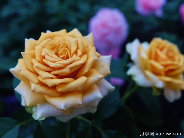 10月北方氣溫驟降，苗木應(yīng)該如何養(yǎng)護(hù)管理？(圖1)