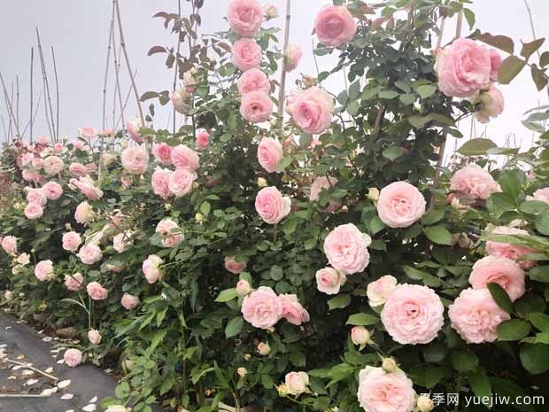 植物間也會(huì)相克，園林綠化應(yīng)重視(圖1)