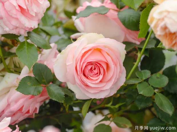月季花如何施肥能花多色艷？月季施肥時(shí)間注意點(diǎn)(圖1)