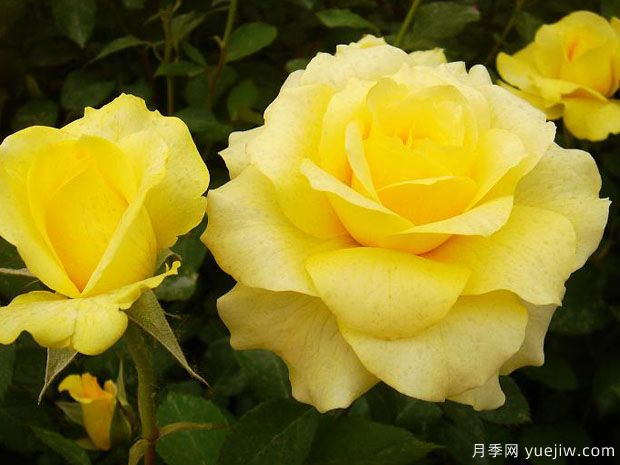 金牌月季的優(yōu)缺點(diǎn)是什么？(圖1)