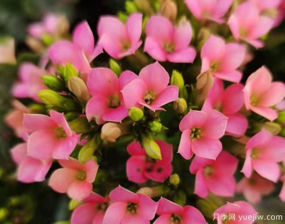 長壽花冬天怎么養(yǎng)護(hù)？解決凍傷不開花消苞的辦法(圖1)