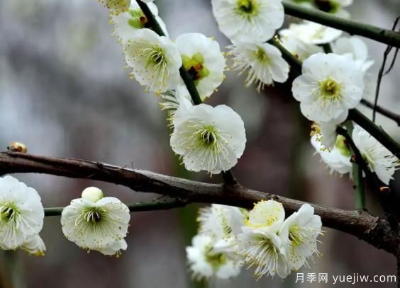 綠萼華--梅花珍品，詩(shī)歌贊分享(圖1)