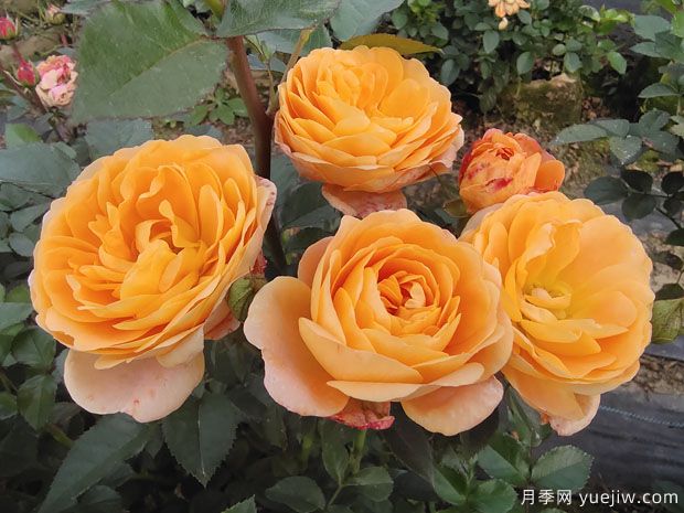 六大木本植物，每個(gè)花都是園林的風(fēng)景(圖1)